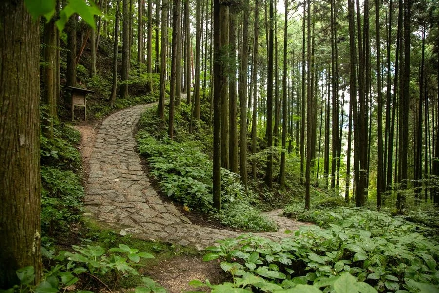 een stenen pad kronkelt omhoog in het bos